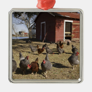 Ornamento De Metal Galinhas em locais de trabalho perto de Cliburn