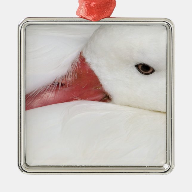 Ornamento De Metal Ganso-de-neve Chen caerulescens (Frente)