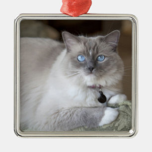 Ornamento De Metal Gata Ragdoll fêmea