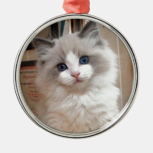 Ornamento De Metal Gatinho Cutie de Ragdoll