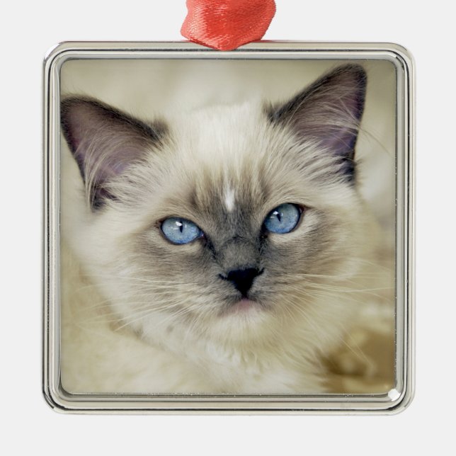 Ornamento De Metal Gatinho Ragdoll (Frente)