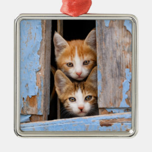 Ornamento De Metal Gatinhos Gatos Cons em uma Janela de Vintagem Azul