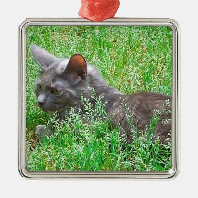 Ornamento De Metal Gato cinzento de Tortie (Frente)