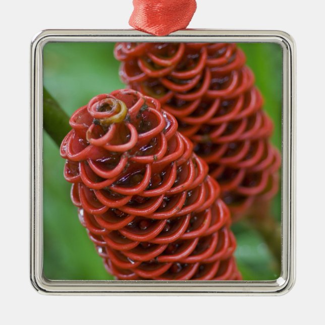 Ornamento De Metal Gengibre Colmeia, Zingiber spectabile), (Frente)