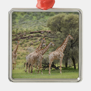 Ornamento De Metal Girafa, camelopardalis do Giraffa, Kgalagadi 3
