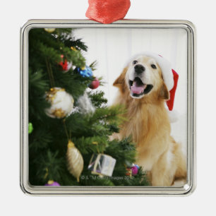 Ornamento De Metal Golden retriever que olha a árvore de Natal