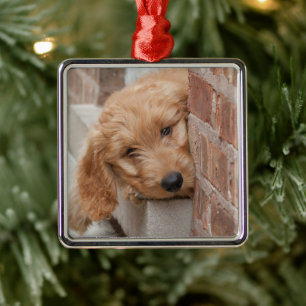 Ornamento De Metal Goldendoodle Puppy Peeking