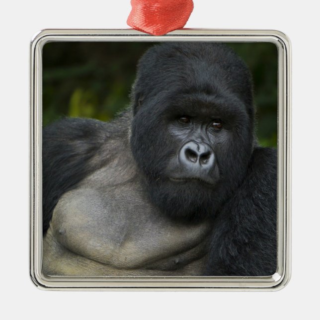 Ornamento De Metal Gorila da Montanha e Silverback (Frente)