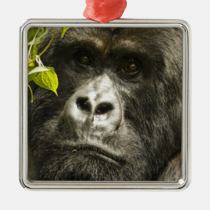 Ornamento De Metal Gorila-da-montanha, Gorilla beringei beringei,
