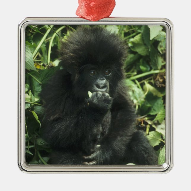 Ornamento De Metal Gorila da Montanha, (Gorilla gorilla beringei), (Frente)