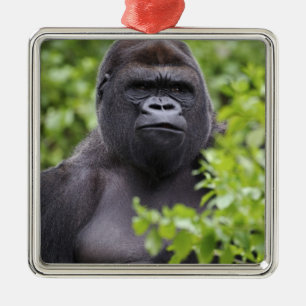Ornamento De Metal Gorila-de-costas-silverback, Gorilla gorilla,