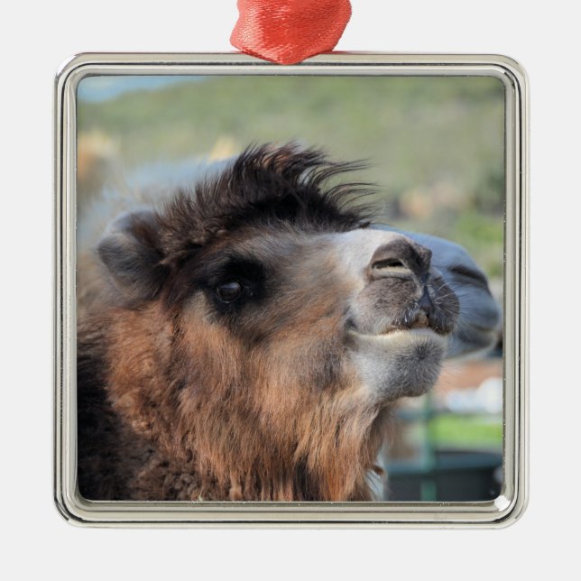 Ornamento De Metal Green Smoothie the Camel Ornament (Frente)