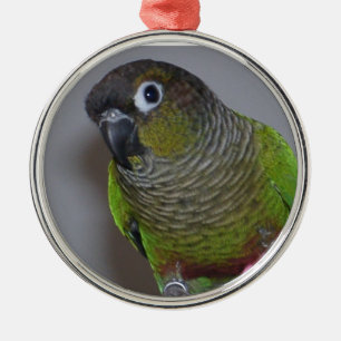 Ornamento De Metal Greencheek adorável Conure