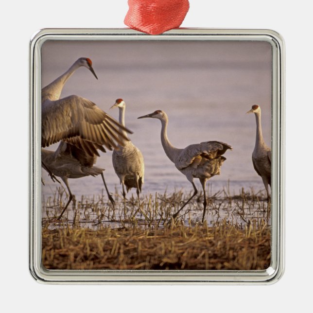 Ornamento De Metal Grou-lagartixa (Grus canadensis) Platte (Frente)