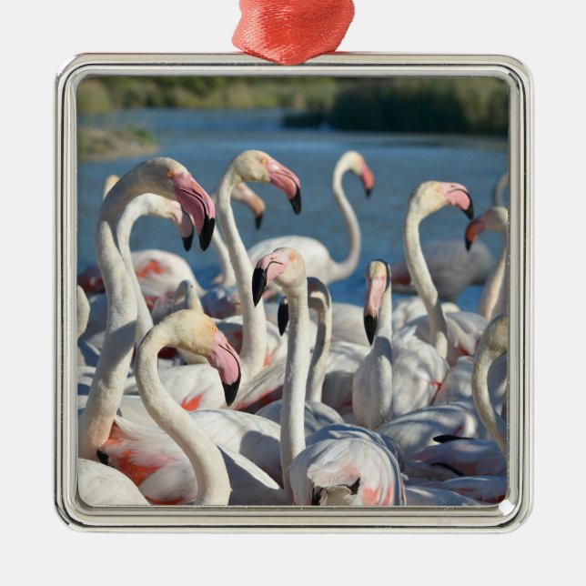 Ornamento De Metal Grupo de flamingos em Camargue (Frente)