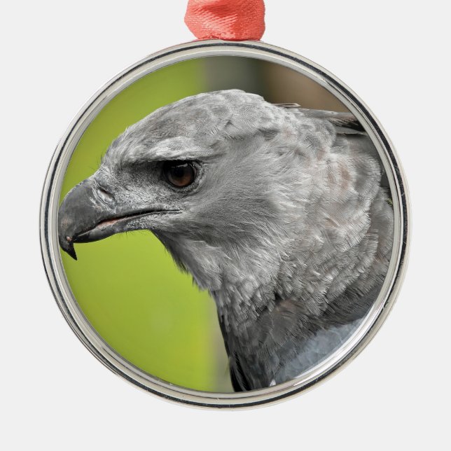 Ornamento De Metal Harpy Eagle 2.JPG (Frente)