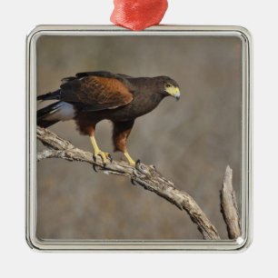 Ornamento De Metal Harris's Hawk perched raptor