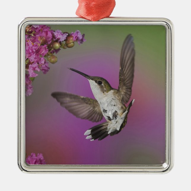 Ornamento De Metal Homem-Juvenil Ruby Throed Hummingbird (Frente)