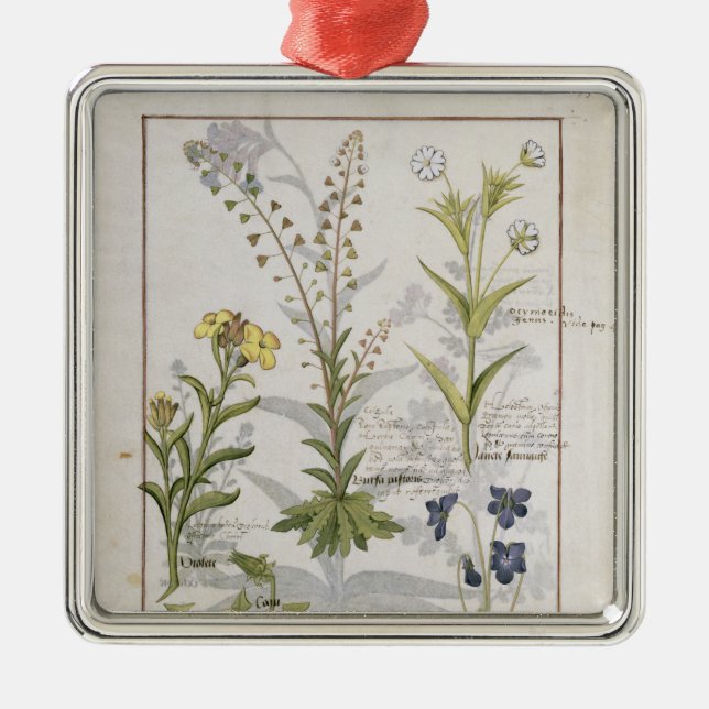 Ornamento De Metal Ilustração do "livro das medicinas simples" 2 (Frente)