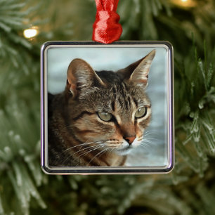 Ornamento De Metal Impressionante Tabby Cat Close-up Retrato Artísti