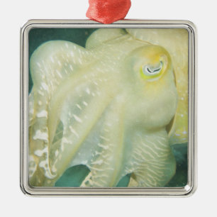 Ornamento De Metal Indonésia, Província de Sulawesi do Sul, Wakatobi 