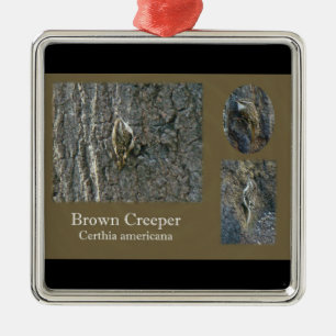 Ornamento De Metal Itens de Coordenada do Passageiro Marrom Creeper