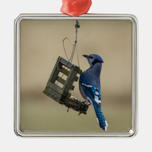 Ornamento De Metal Jay azul de balanço