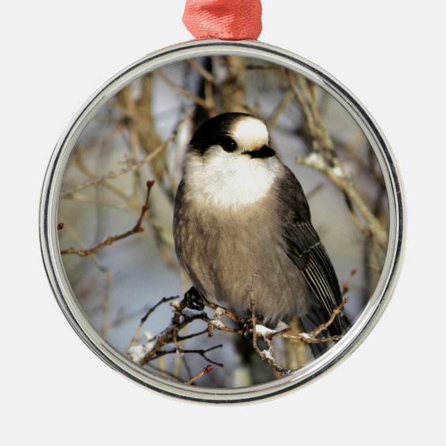 Ornamento De Metal Jay cinzento (Frente)
