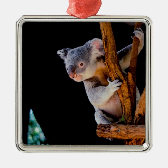 Ornamento De Metal Koala Cute na Cinza (Frente)