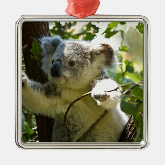 Ornamento De Metal Koala cutie (Frente)