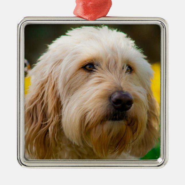 Ornamento De Metal Labradoodle Puppy Dog (Frente)