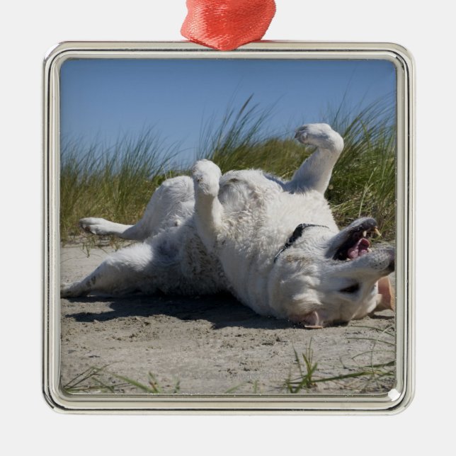 Ornamento De Metal Labrador retriever amarelo (Frente)