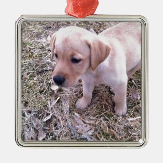 Ornamento De Metal Labrador retriever amarelo (Frente)