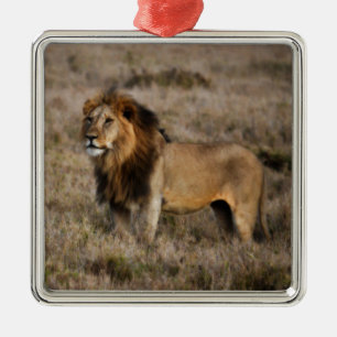 Ornamento De Metal Leão Africano na Grama