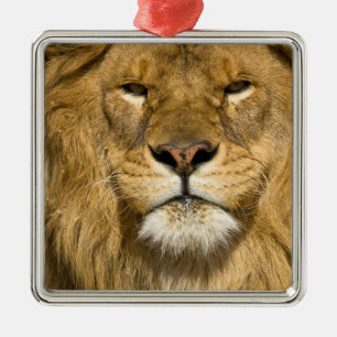 Ornamento De Metal Leão-da-berbéria Africano, Panthera leo leo, um do