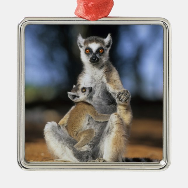 Ornamento De Metal Lêmure-de-cauda-anelada, (Lemur catta), Mãe e (Frente)