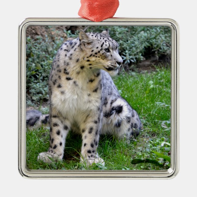 Ornamento De Metal Leopardo-da-neve sentado na grama (Frente)