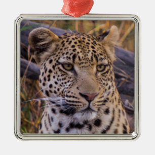 Ornamento De Metal Leopardo sentado, Botsuana, África