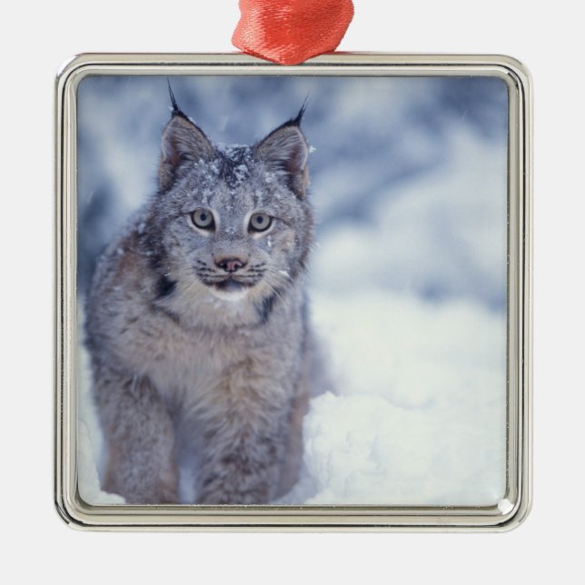 Ornamento De Metal Lince na neve nos contrafortes (Frente)