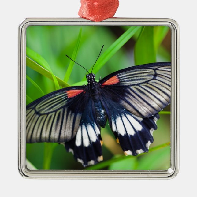 Ornamento De Metal Linda borboleta negra, branca e vermelha (Frente)