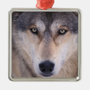 Ornamento De Metal lobo cinzento, Canis lupus, close-up dos olhos