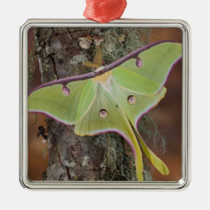 Ornamento De Metal Luna Silk Moth