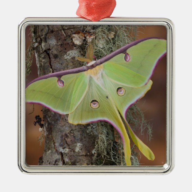 Ornamento De Metal Luna Silk Moth (Frente)