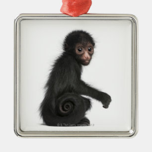 Ornamento De Metal macaco de aranha Vermelho-enfrentado - paniscus do