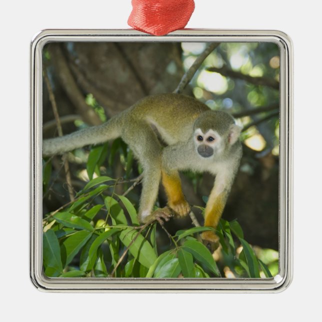 Ornamento De Metal Macaco-de-cheiro-comum, (Saimiri sciureus), Rio (Frente)