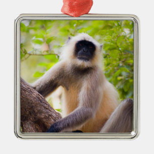 Ornamento De Metal Macaco na selva do Parque Nacional de Ranthambore