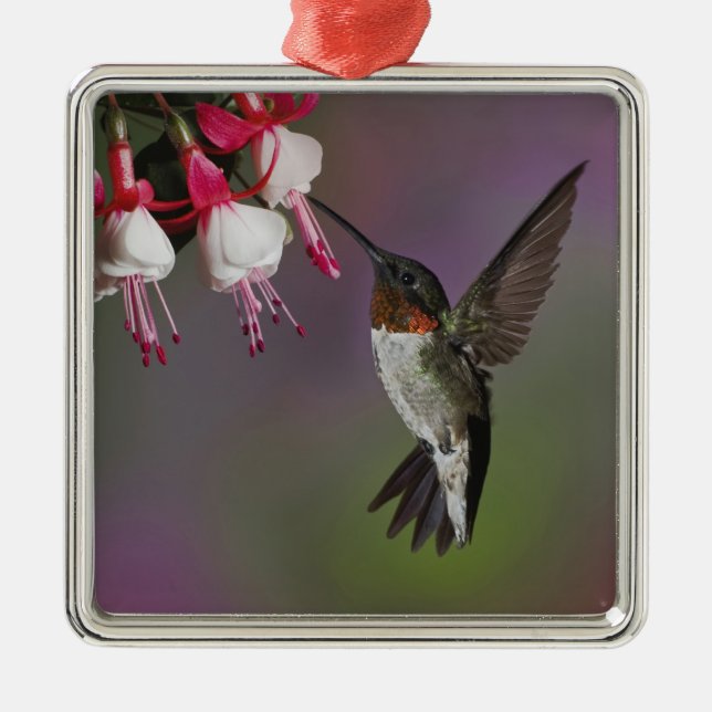 Ornamento De Metal Macho Ruby garganta Hummingbird, Archilochus (Frente)