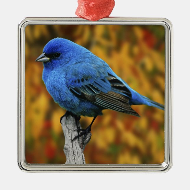 Ornamento De Metal Male Indigo Bunting, Passerina cyanea (Frente)