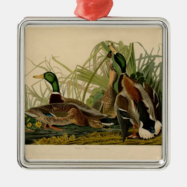 Ornamento De Metal Mallard Duck - Pincel de Ave Audubon (Frente)