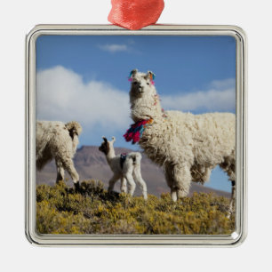 Ornamento De Metal Manada de lama decorada nas montanhas Puna, Andes